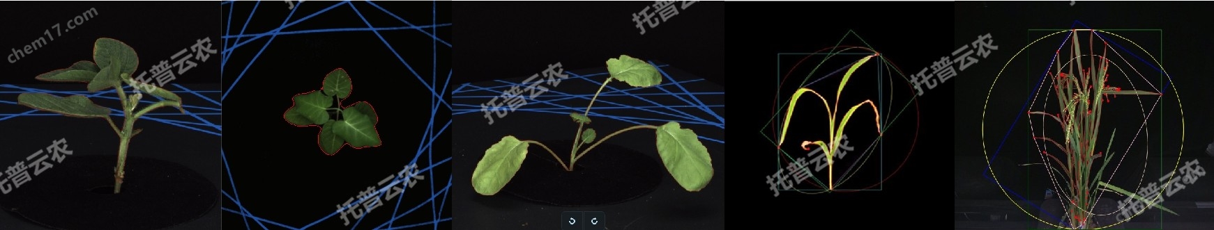盆栽植物二維數(shù)字表型采集分析系統(tǒng)