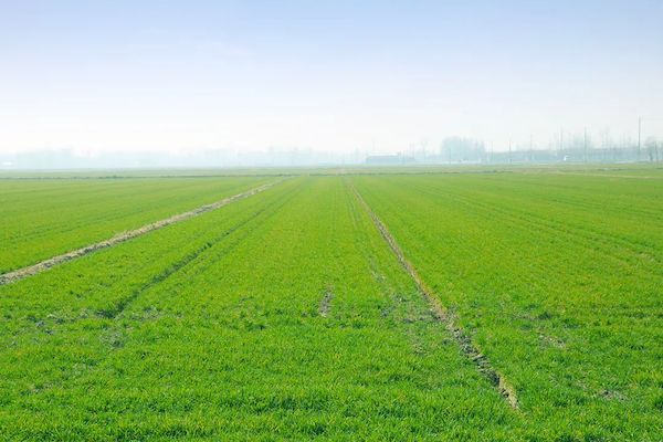 科技賦能春耕，托普云農(nóng)智慧農(nóng)情監(jiān)測(cè)站再獲央視關(guān)注